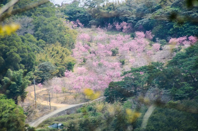 南蛇崎道路山景 (2)