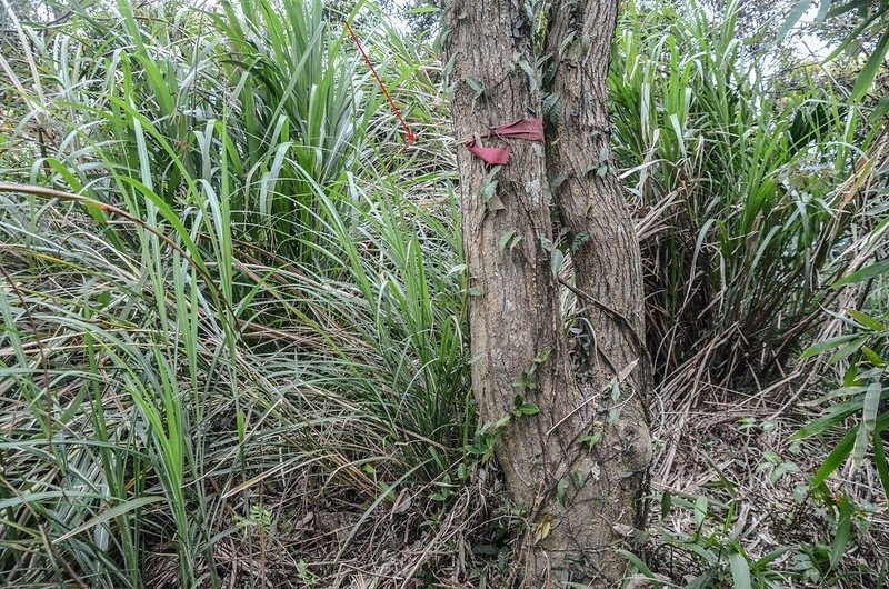 北打鐵坑山圖根點點位(清理前)