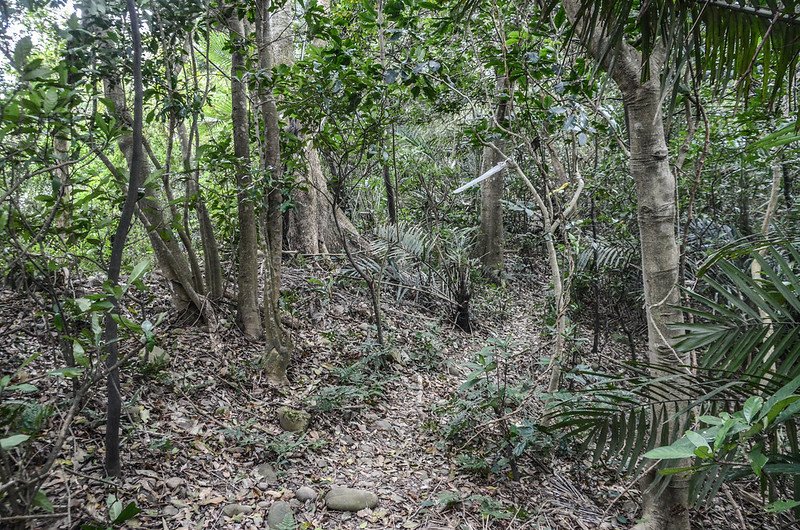 水坑廣山稜線路徑