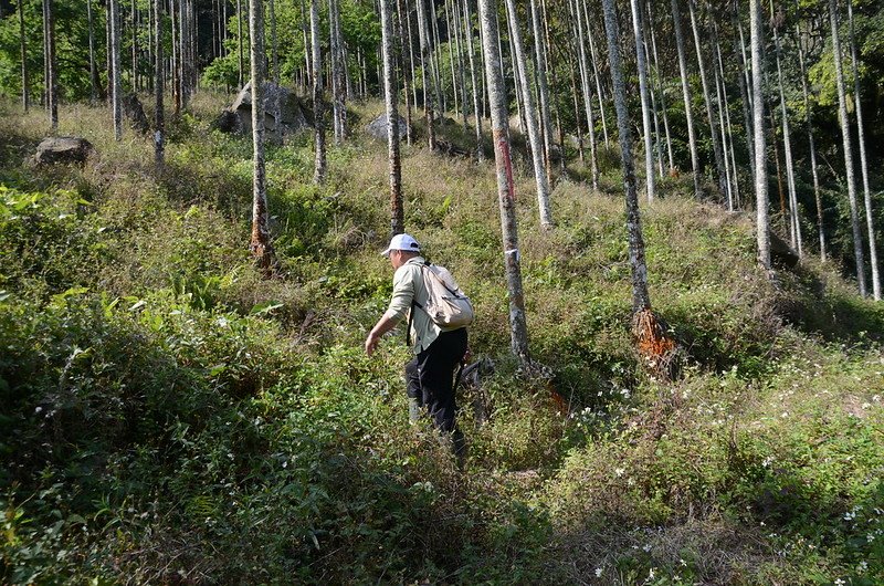 掘沓山檳榔園登山口