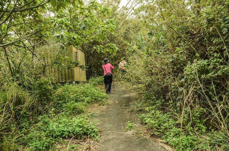 豬老束山登山廢產道 (1)