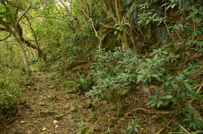 豬老束山山腰廢產道 (1)