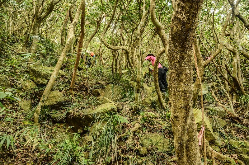 豬老束山登山山徑 (8)