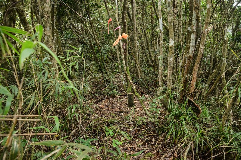 內文南山山頂 (1)