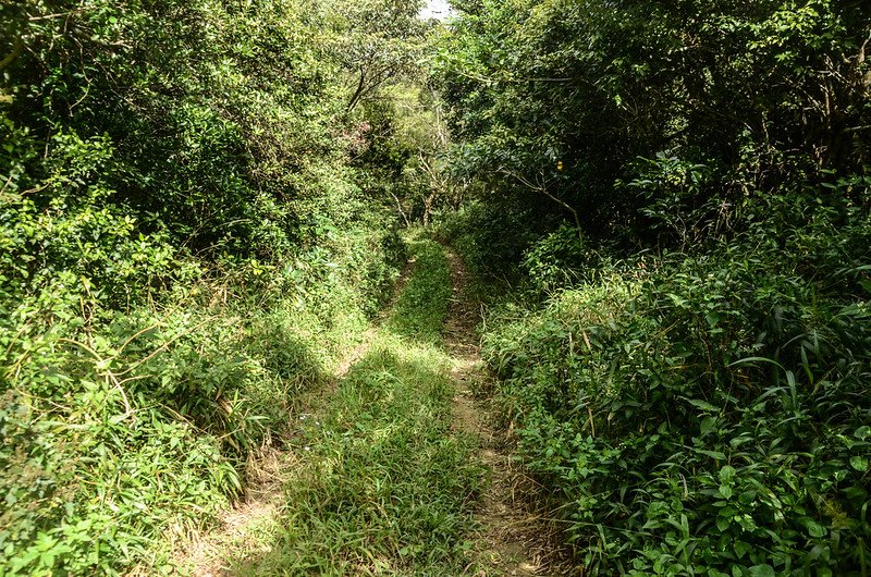 草埔後山產道