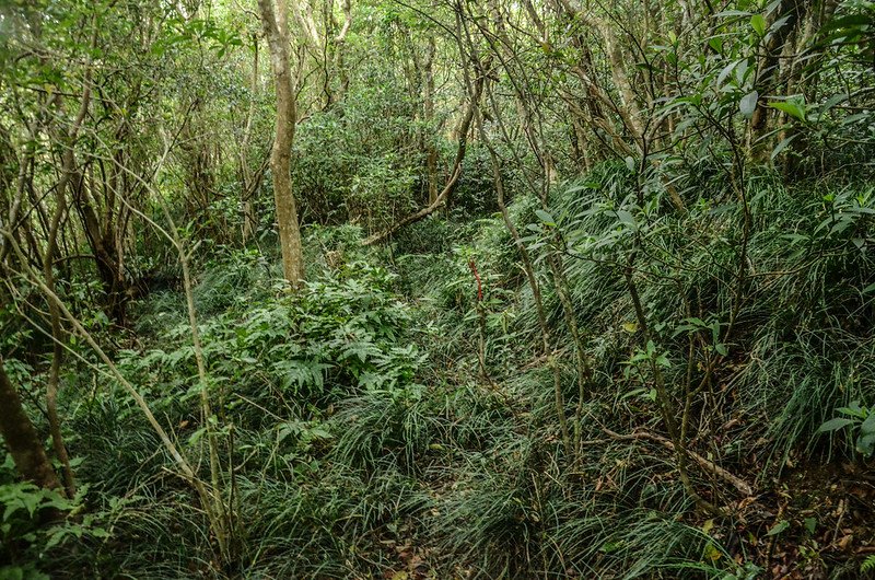 草埔後山南峰登山山徑 (1)