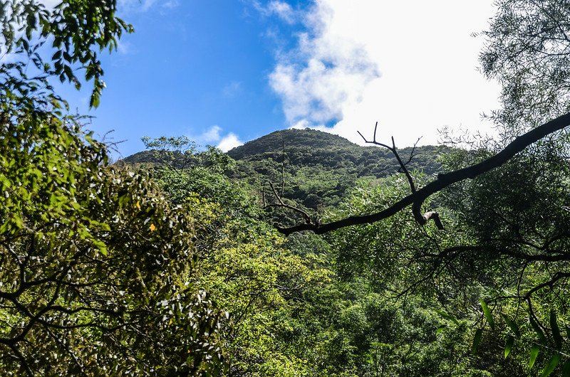 帽子山步道(H 370 m)仰望帽子山頂