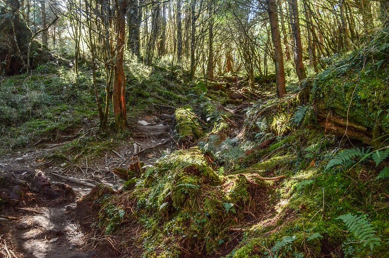 塔關山登山步道 (2)