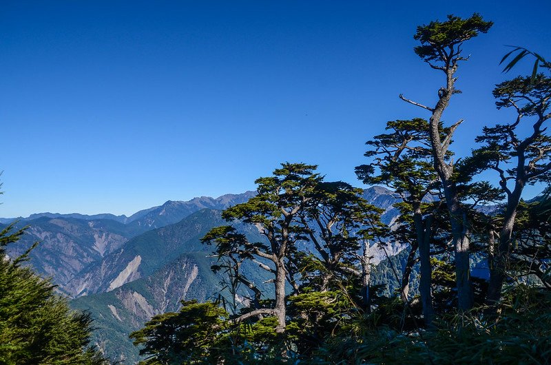 塔關山鐵杉 (1)