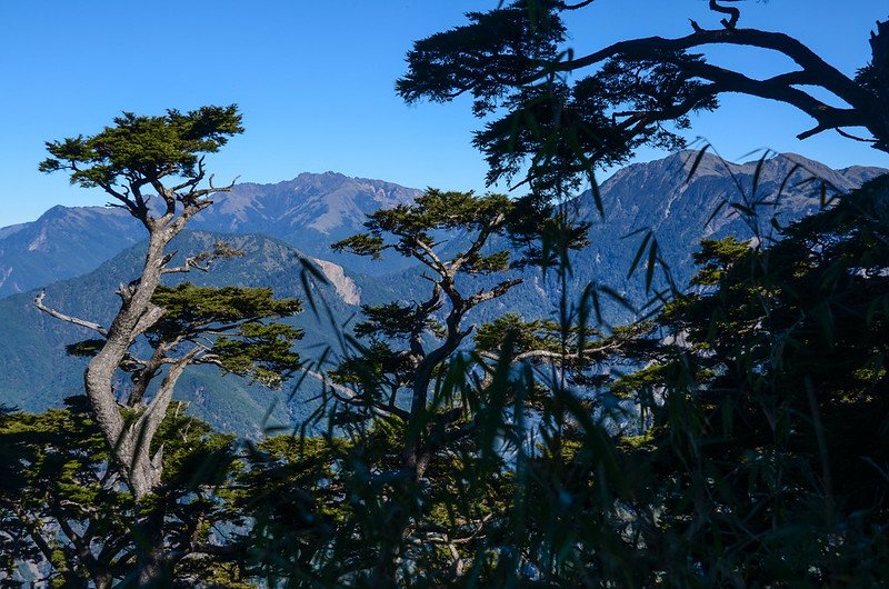 塔關山鐵杉 (2)