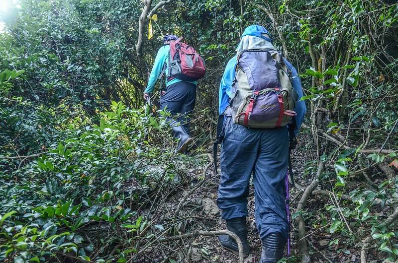 大武藏山北峰登山山徑 (1)