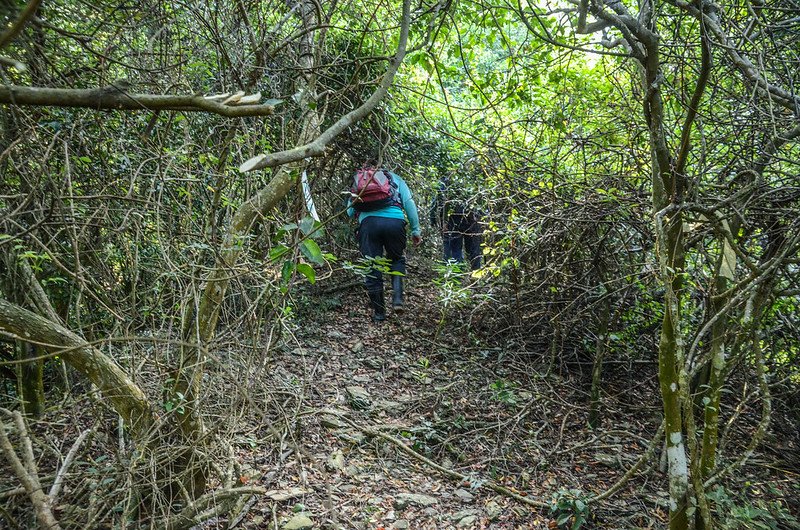 大武藏山北峰登山山徑 (3)