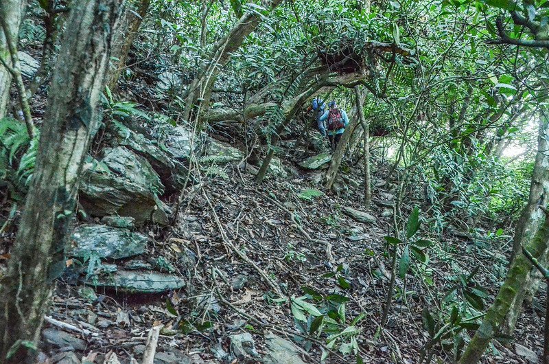 大武藏山北峰登山山徑 (5)