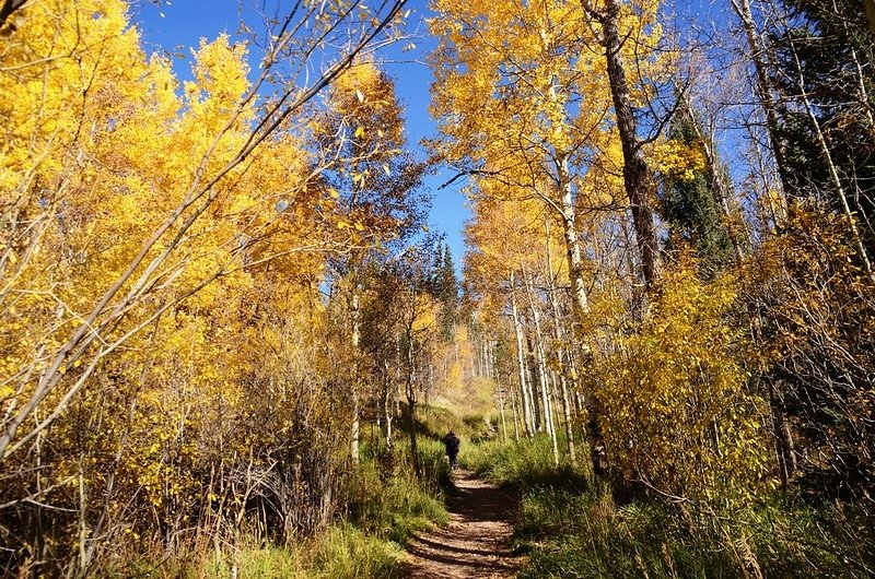 Fall foliage of aspen along Lily Pad Lake Trail (1)