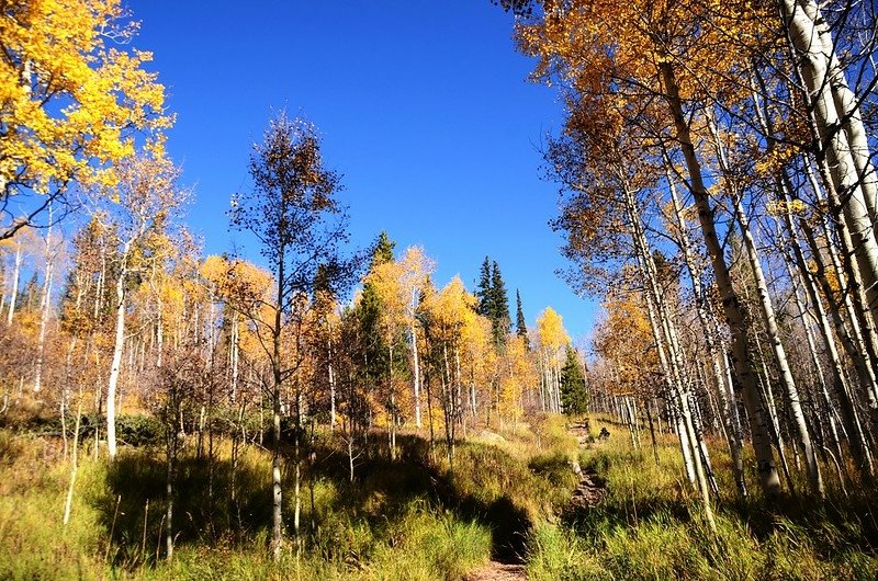 Fall foliage of aspen along Lily Pad Lake Trail (2)