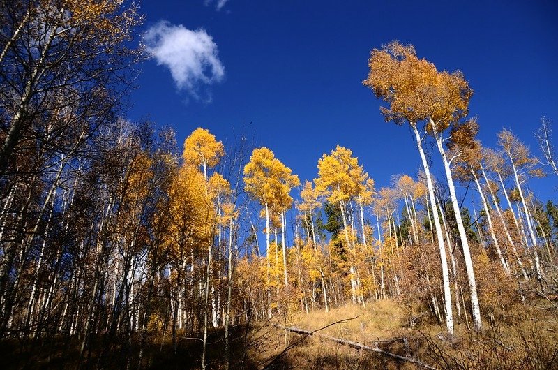 Fall foliage of aspen along Lily Pad Lake Trail (3)