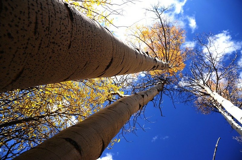 Fall foliage of aspen along Lily Pad Lake Trail (4)