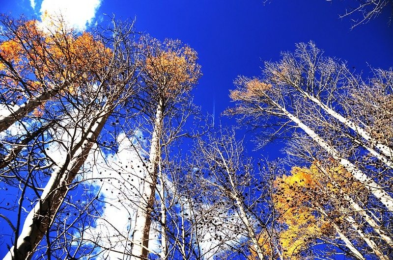 Fall foliage of aspen along Lily Pad Lake Trail (5)