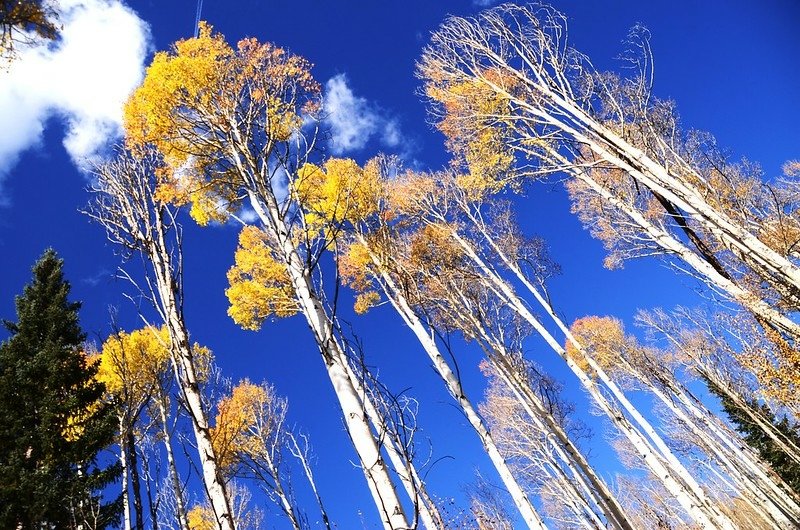 Fall foliage of aspen along Lily Pad Lake Trail (7)