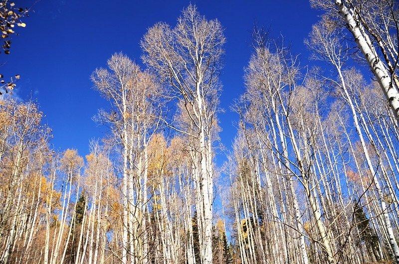 Fall foliage of aspen along Lily Pad Lake Trail (8)