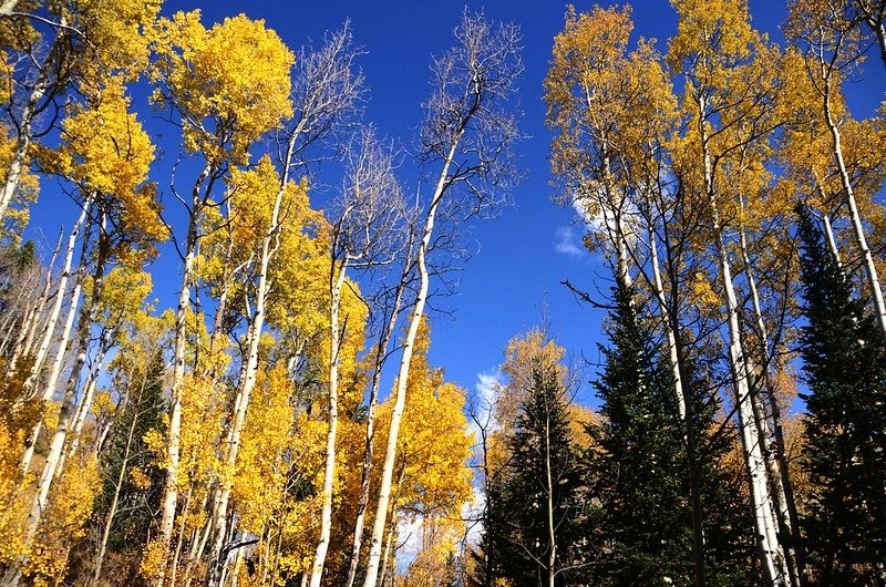 Fall foliage of aspen along Lily Pad Lake Trail (9)