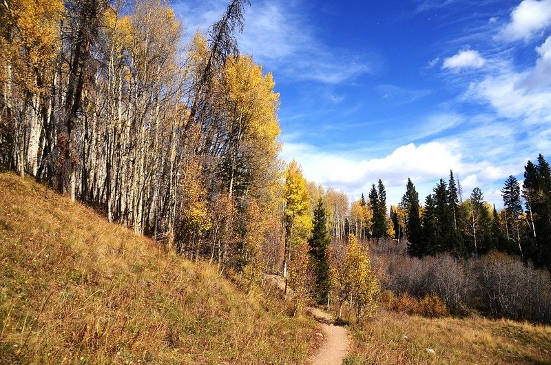 Fall foliage of aspen along Lily Pad Lake Trail (13)