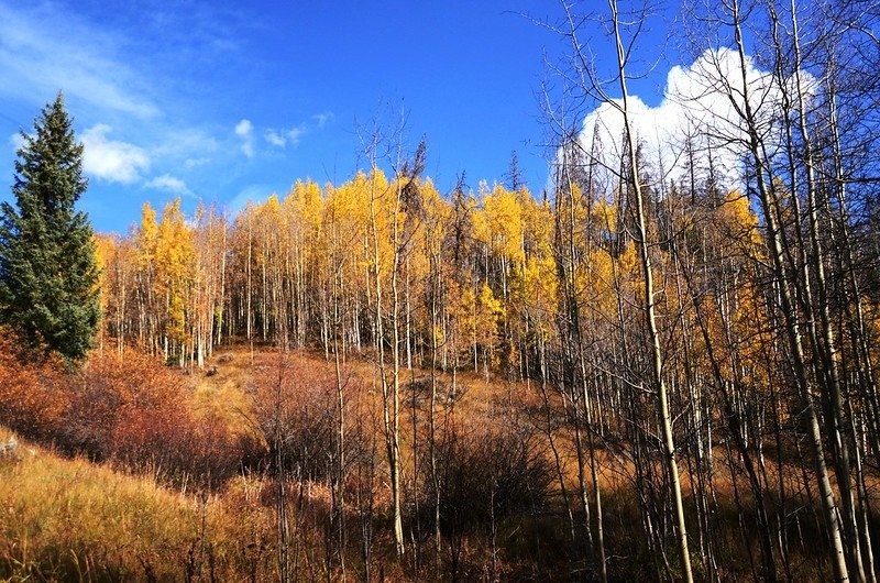 Fall foliage of aspen along Lily Pad Lake Trail (10)