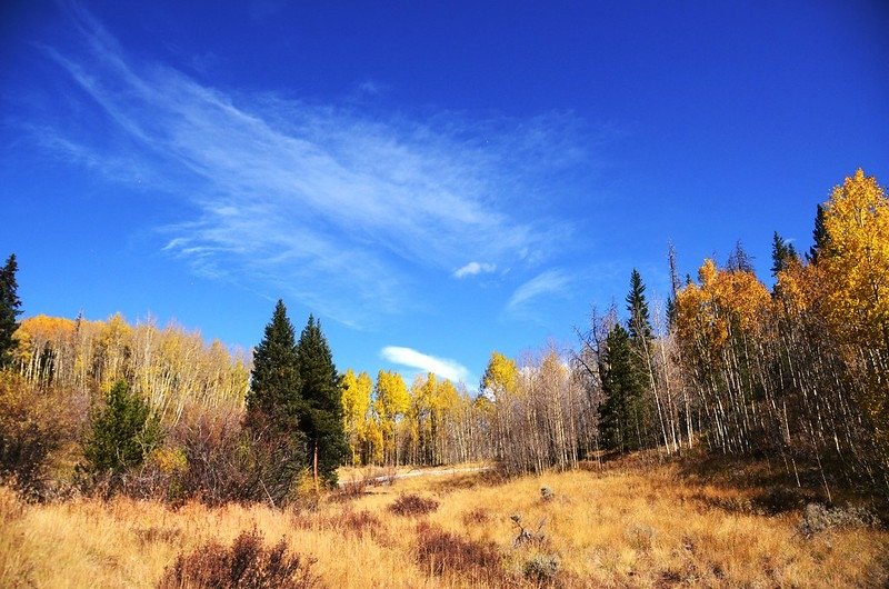 Fall foliage of aspen along Lily Pad Lake Trail (11)