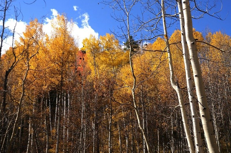 Fall foliage of aspen along Lily Pad Lake Trail (16)