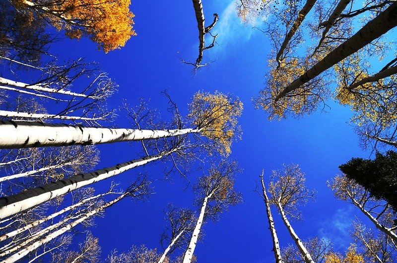 Fall foliage of aspen along Lily Pad Lake Trail (15)