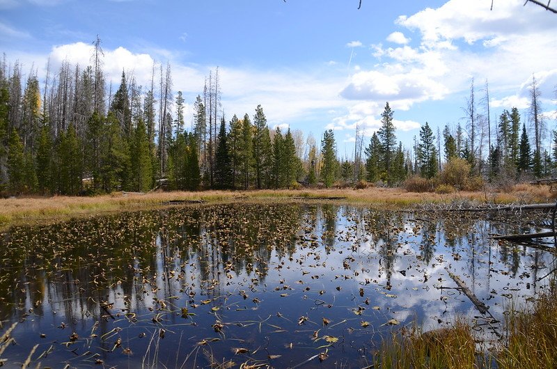 Lily Pad Lake (small pond) (1)