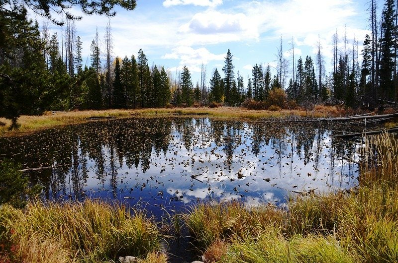 Lily Pad Lake (small pond) (2)