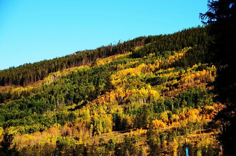 Fall foliage of aspen along Montezuma Road (1)