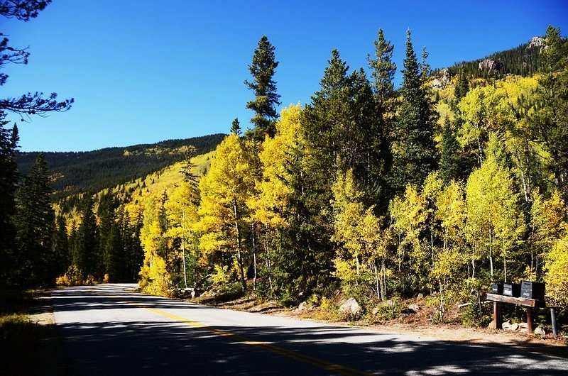 Fall foliage of aspen along Montezuma Road (4)