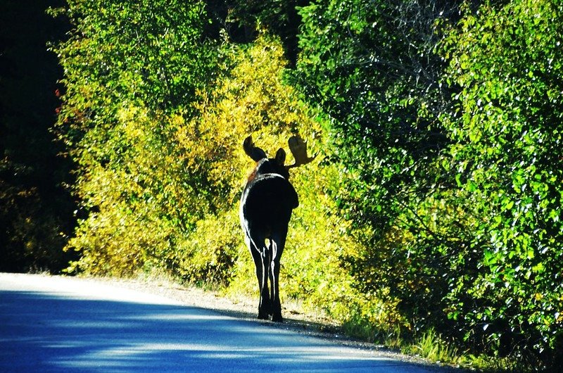 Moose at Motezuma Road (1)