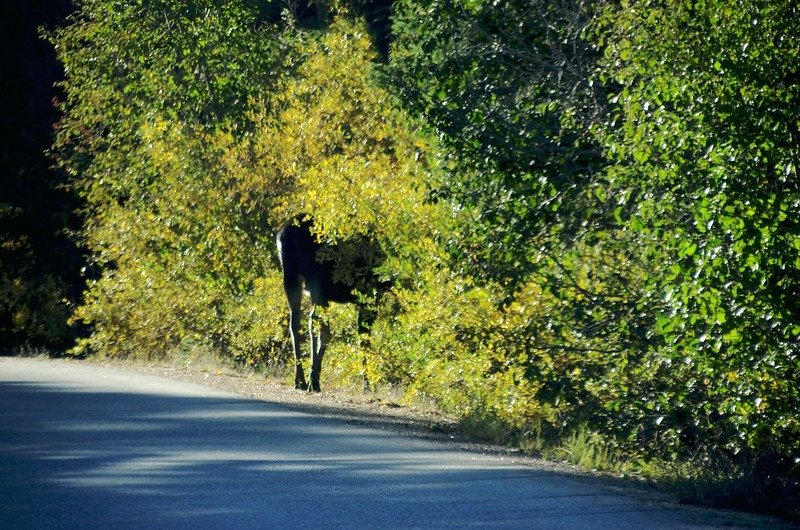 Moose at Motezuma Road (2)