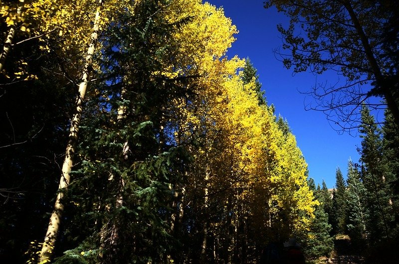 Fall foliage of aspen along Chihuahua Lake Trail (1)