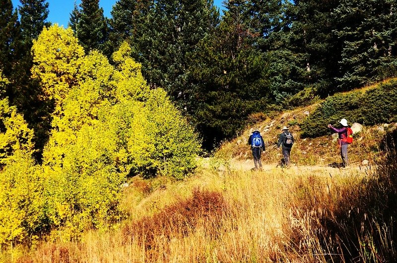 Fall foliage of aspen along Chihuahua Lake Trail (2)