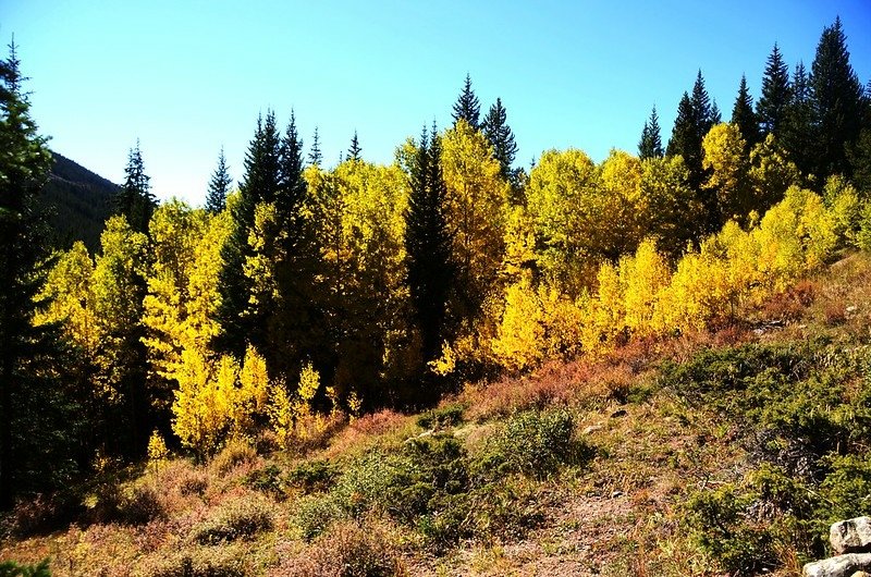 Fall foliage of aspen along Chihuahua Lake Trail (3)