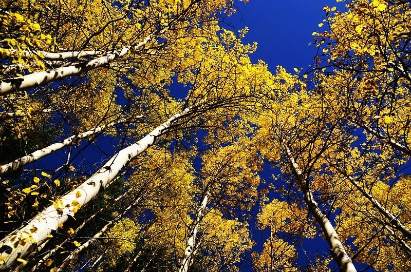 Fall foliage of aspen along Chihuahua Lake Trail (6)