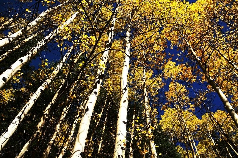 Fall foliage of aspen along Chihuahua Lake Trail (5)