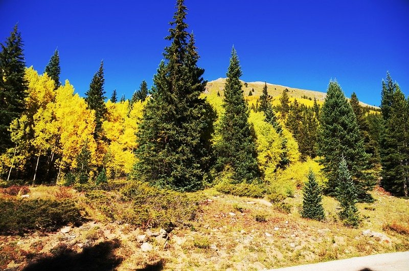 Fall foliage of aspen along Chihuahua Lake Trail (7)