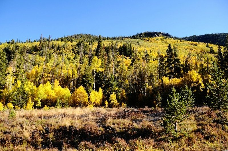 Fall foliage of aspen along Montezuma Road (2)