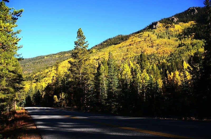 Fall foliage of aspen along Montezuma Road (3)