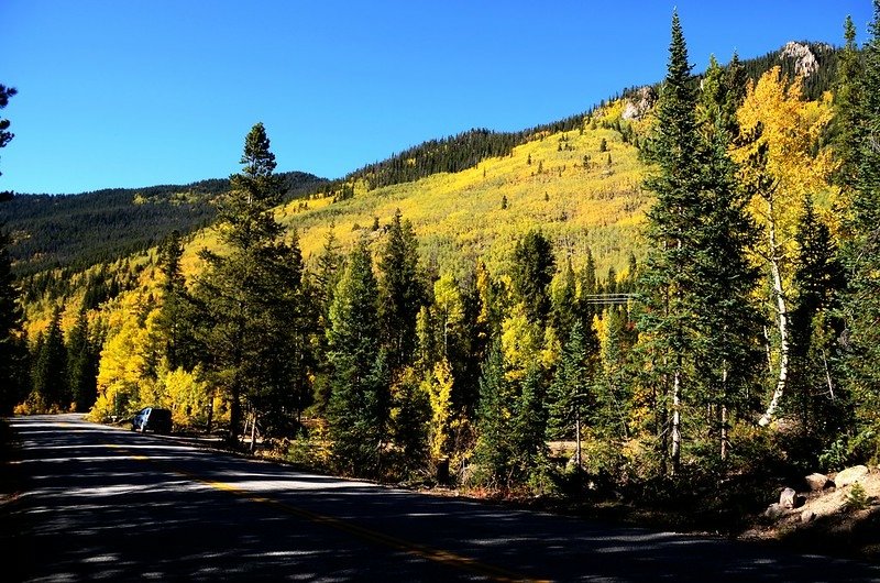 Fall foliage of aspen along Montezuma Road (5)