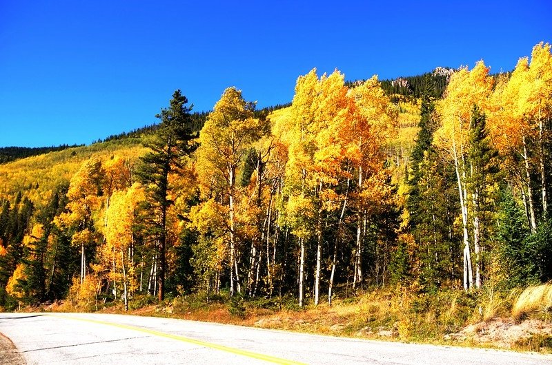 Fall foliage of aspen along Montezuma Road (6)