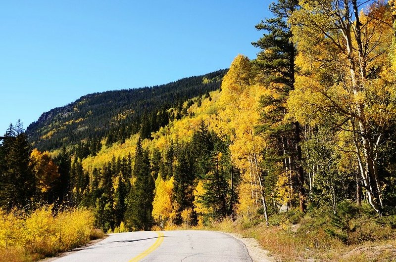 Fall foliage of aspen along Montezuma Road (7)