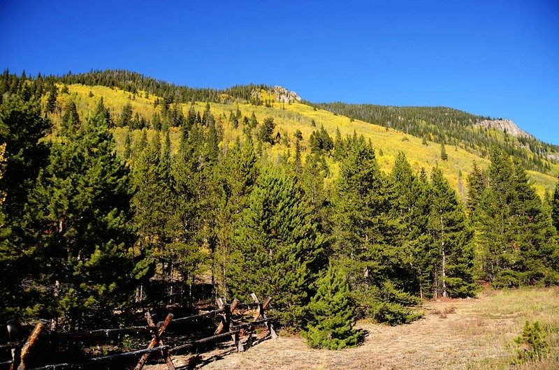 Fall foliage of aspen along Montezuma Road (8)