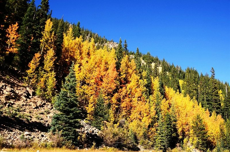 Fall foliage of aspen along Montezuma Road (9)