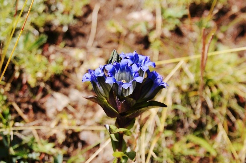 Mountain gentian(Parry gentian) (1)